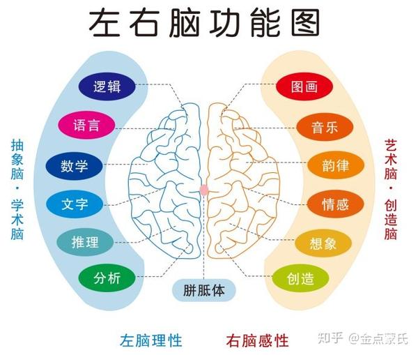 闪卡与左右脑的关系