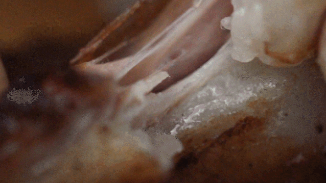 不要争了青海内蒙新疆宁夏哪里的羊肉最好吃戳