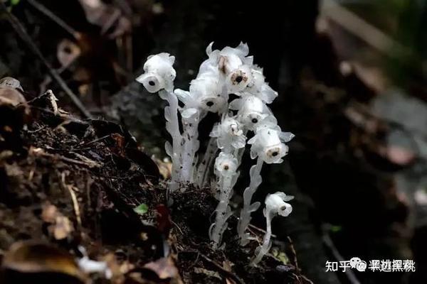 杭州一位网友,他发现了神似"豌豆射手"的罕见植物,这植物是什么?