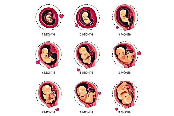 接下来,就通过10张图了解下胎儿孕育的过程,及孕妈在每个月