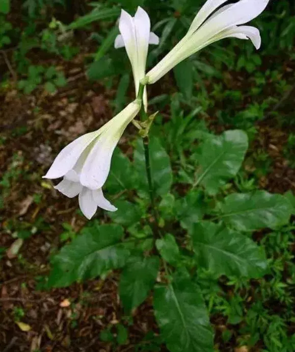 2,植株高低不同:荞麦叶大百合的假鳞茎较小,一般不超过2.