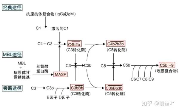 补体三条激活途径全过程示意图