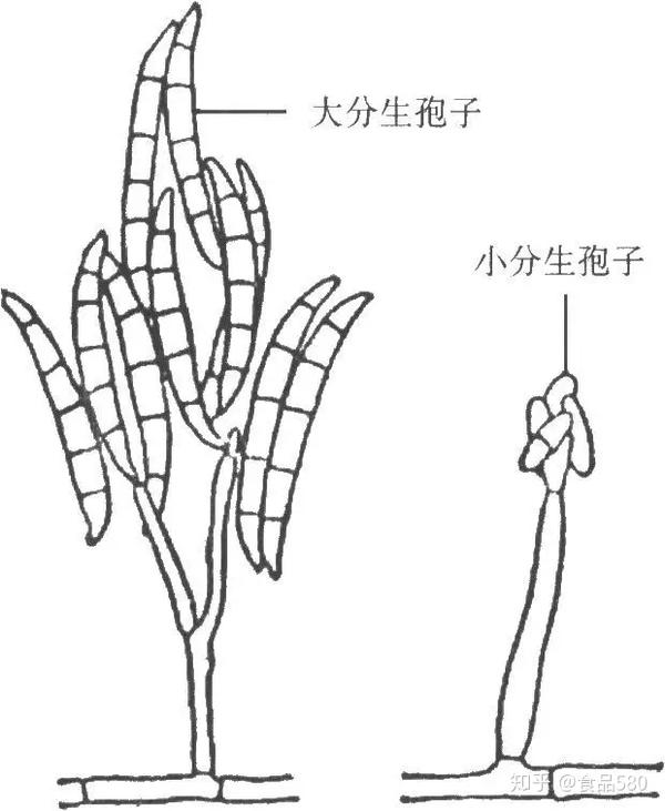 黑根霉(atcc6227b)是目前发酵工业上常使用的微生物菌种.