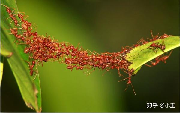 行军蚁(army ant)又称军团蚁,主要分布于美洲亚马孙河流域,属迁徙类