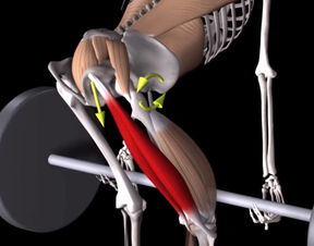 不难看出膝盖内侧尤其是后侧的疼痛,很有可能是腘绳肌的薄弱造成的.