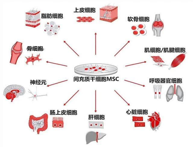 盘点干细胞疗法在八大系统疾病中的研究进展与应用