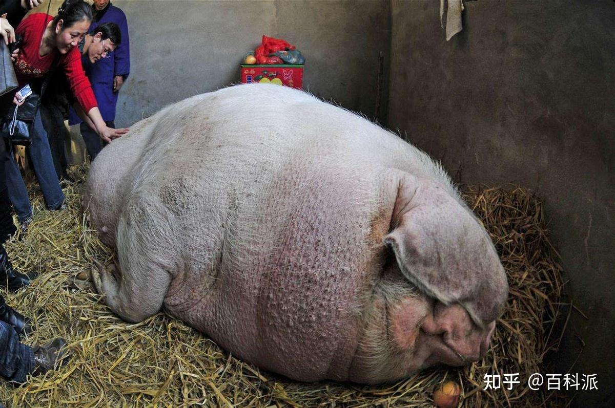 一头猪如果养一辈子能长多大2200斤的猪王不是神猪却胜似神猪