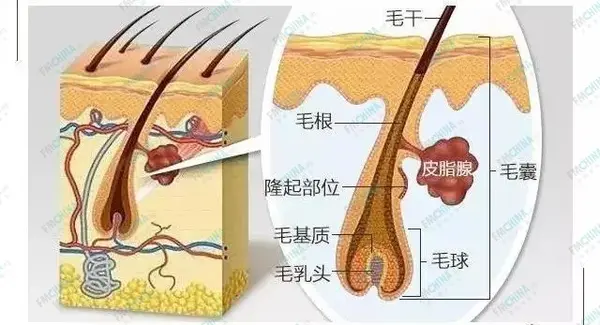 头发结构示意图