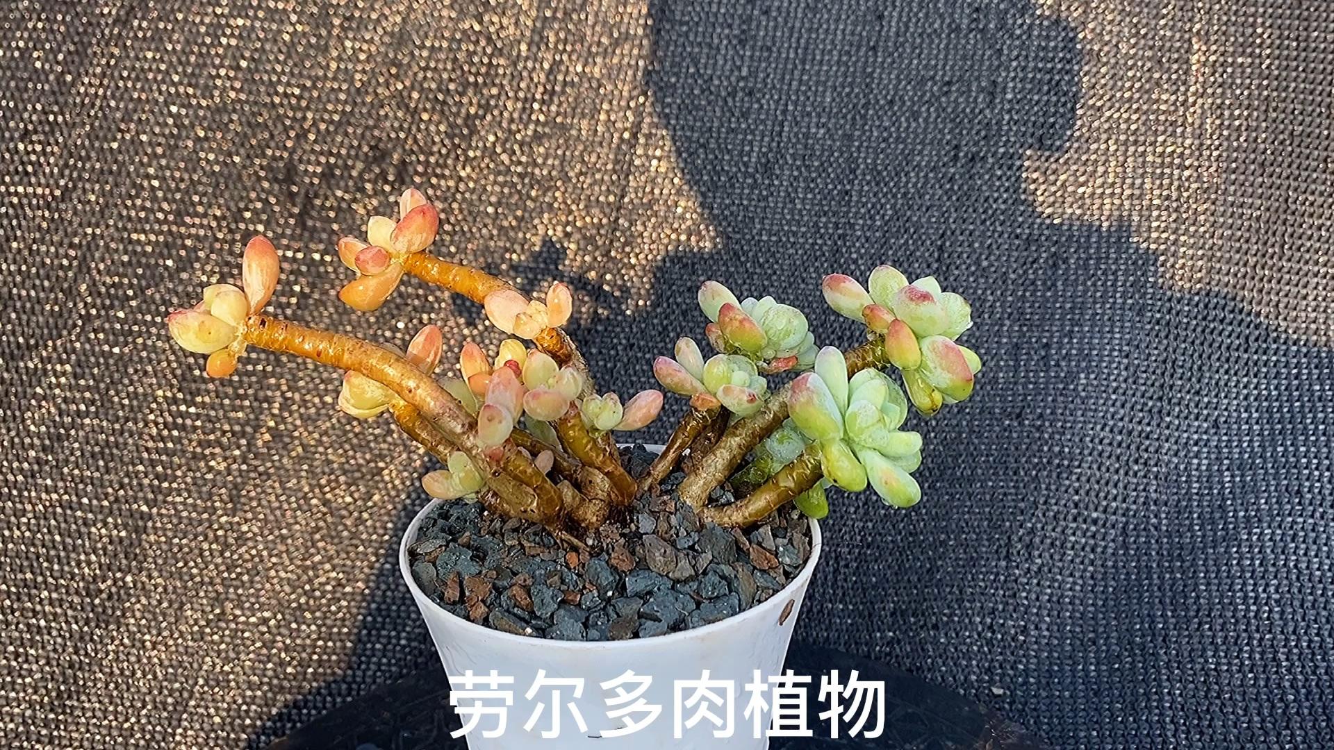 猪的多肉:拉霍亚爪多肉植物