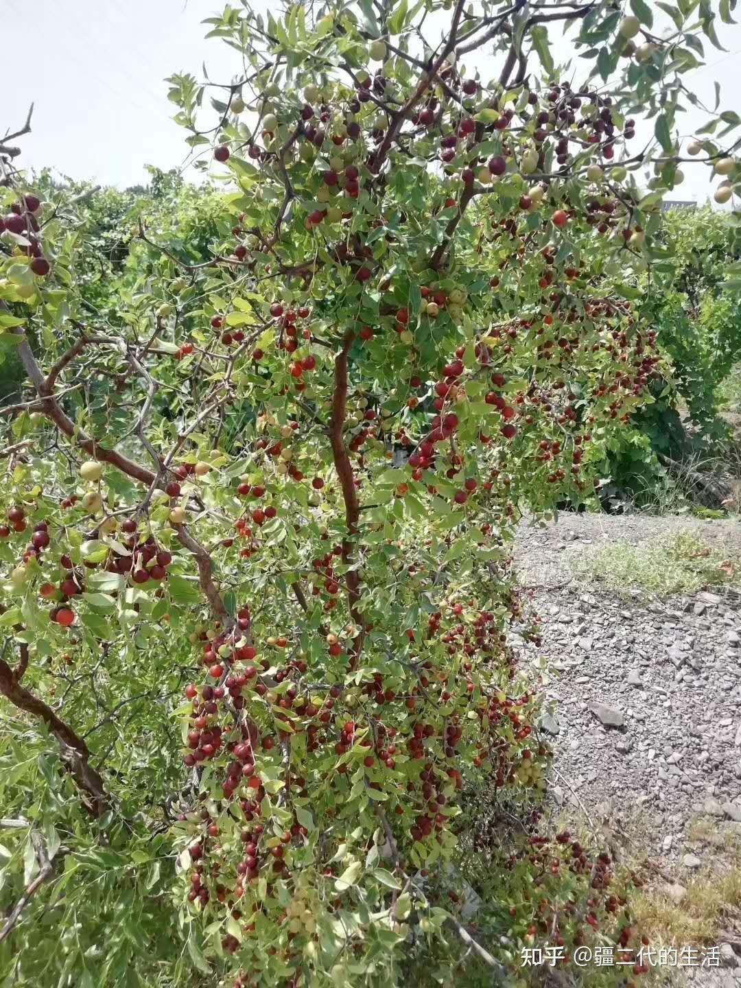 新疆中药材酸枣标准化种植技术规程