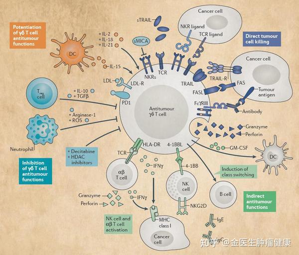 肿瘤免疫细胞治疗的飞虎队——γδt细胞治疗