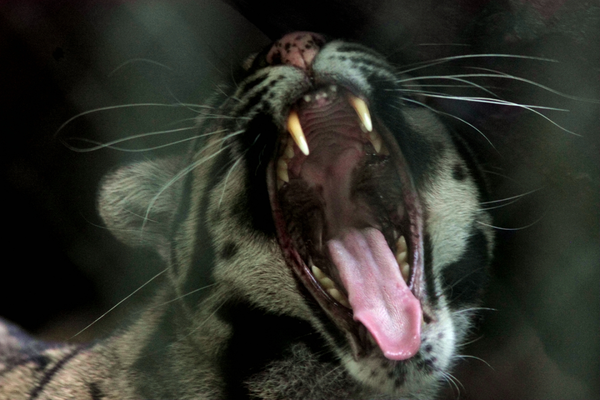 的满口牙齿,注意巨大犬齿和位于口腔后部的裂齿 /作者摄自重庆动物园