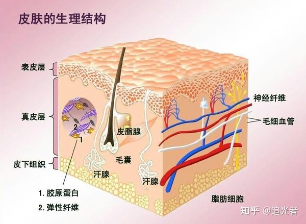 含有丰富的胶原纤维(真皮层主要组成部分 重要的"粘合剂"),弹力纤维