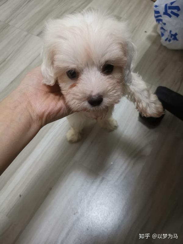帮我看看我的比熊是不是串串