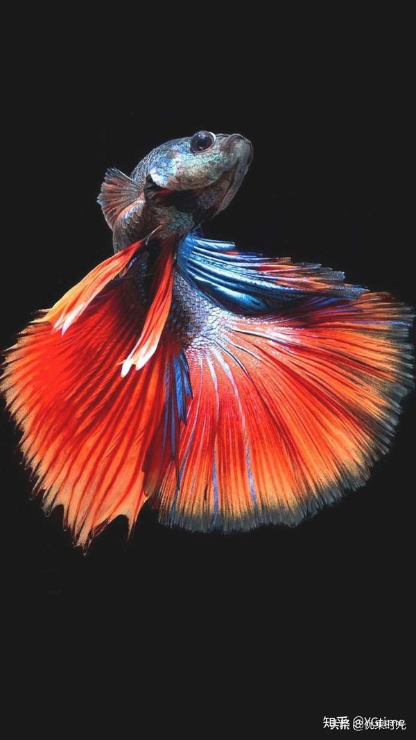 彩色金鱼 静态观赏 系列一