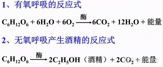 它的厉害之处在于,它会呼吸,但是你闷不死它, 既可进行有氧呼吸也可