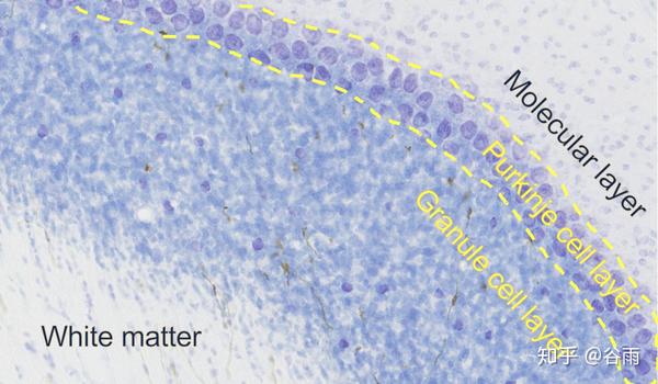 中间薄薄一层是单层浦肯野细胞层(purkinje cell layer),是硕大的浦肯