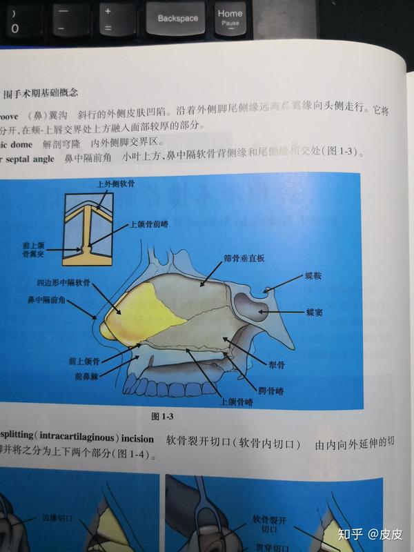 犁骨与鼻中隔分别在哪?