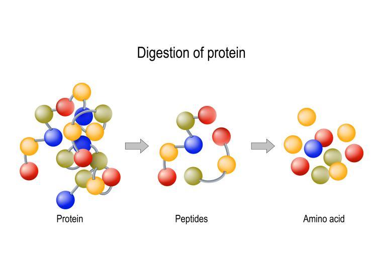 蛋白质的消化过程:蛋白质——多肽——氨基酸        (图源:站酷海洛)
