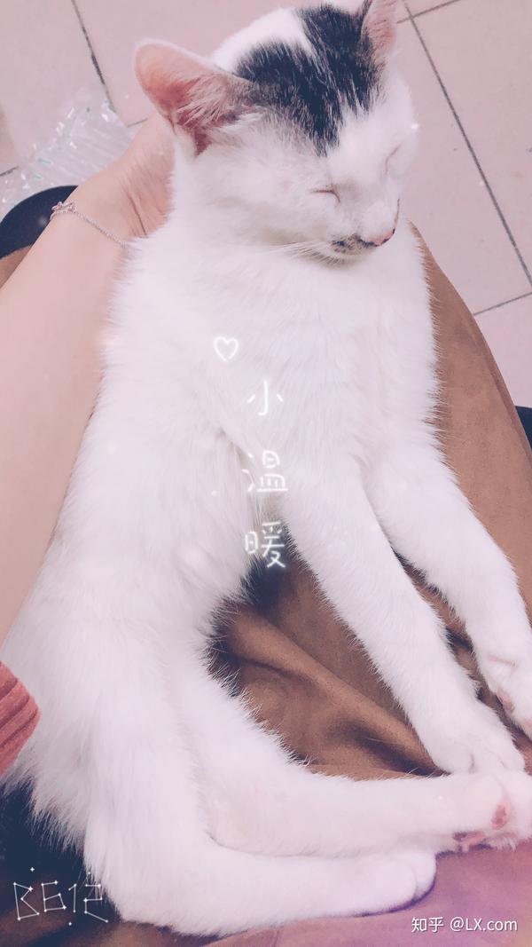 养猫要注意什么?喵喵喵~?