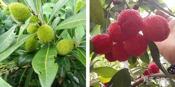 「东魁杨梅避坑指南」正宗的仙居东魁杨梅长什么样?