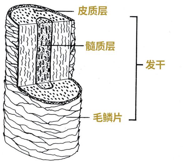 发干简易结构图,毛鳞片位于发干最外层,是保护头发的重要结构