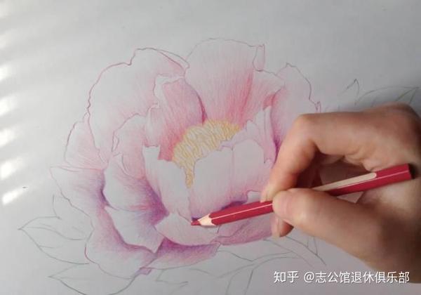 彩铅课堂212|画一朵盛放的牡丹花,超详细