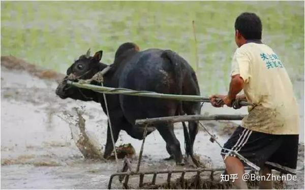 适当管理好奇心勿做犁耙狼