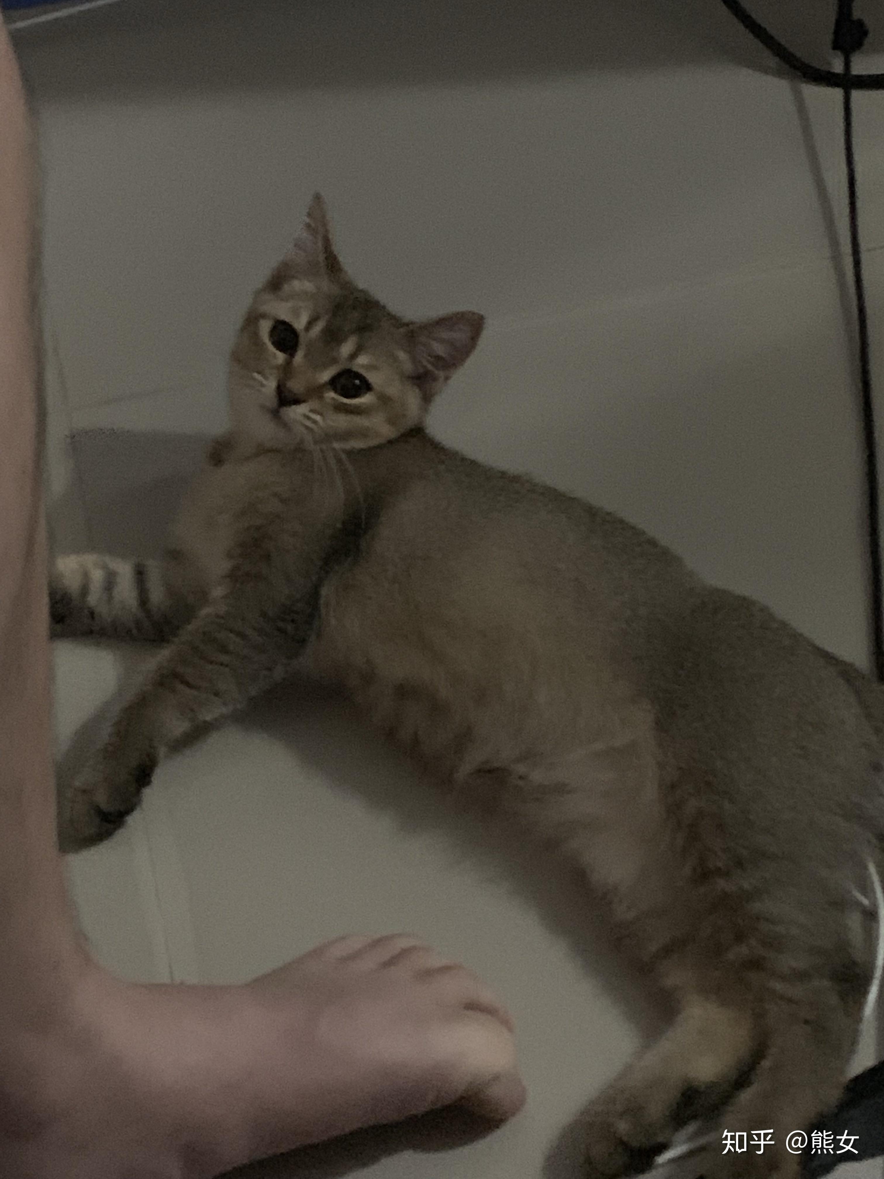 请问下这个猫的品种是黑金渐层还是狸花猫呀不懂啊求知道得解答下下蟹
