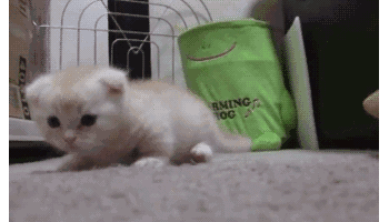 小动物敲可爱表情包!大部分是萌猫! 多图预警张张精品! 往下翻!