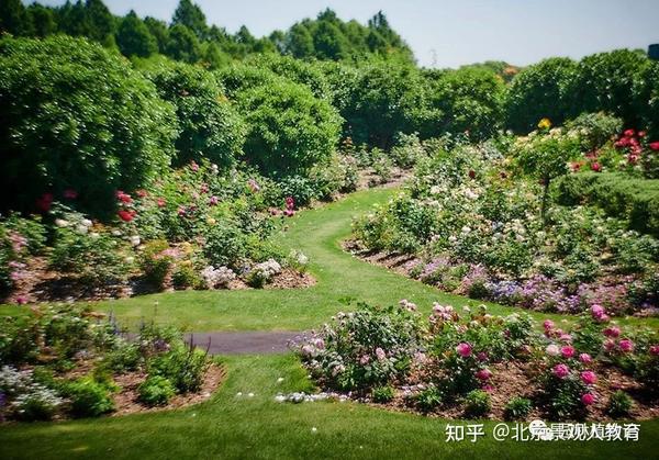 【景观人植物理论系列】月季园植物配置