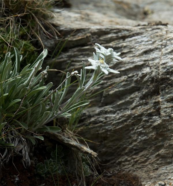 瑞士国花   雪绒花  photo by jacline