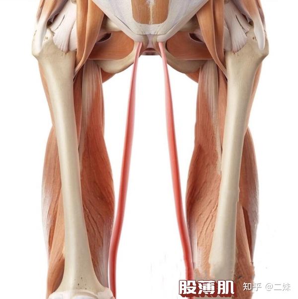 一天一点解剖学人体下肢肌群大腿肌后群