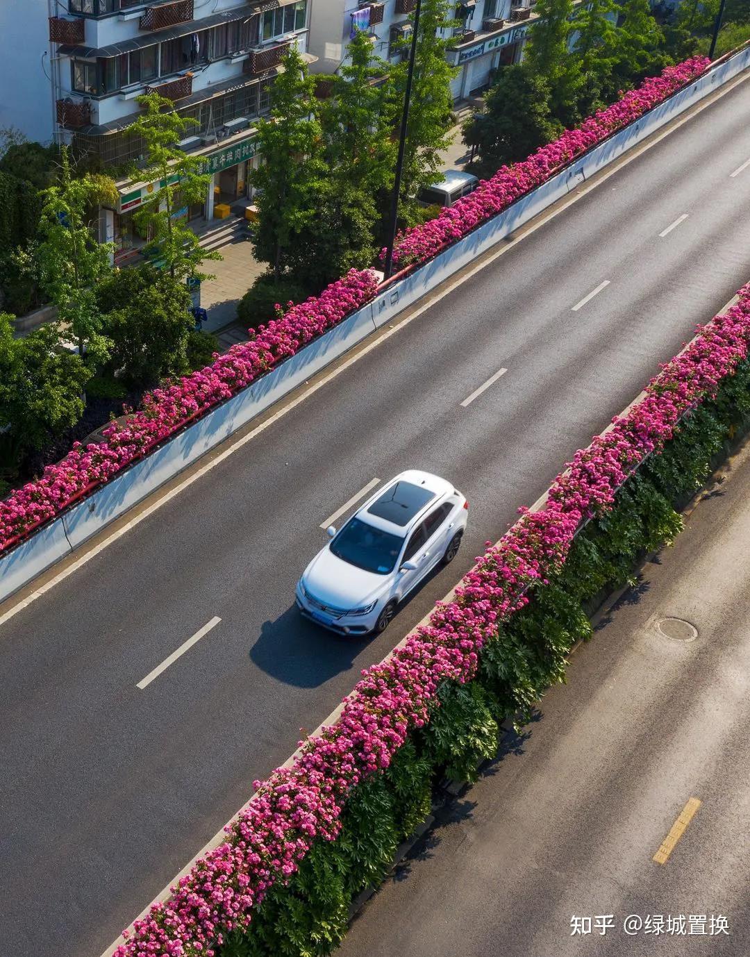 往年盛花期杭州高架月季图赏——截至2021年4月,杭州高架月季已达132