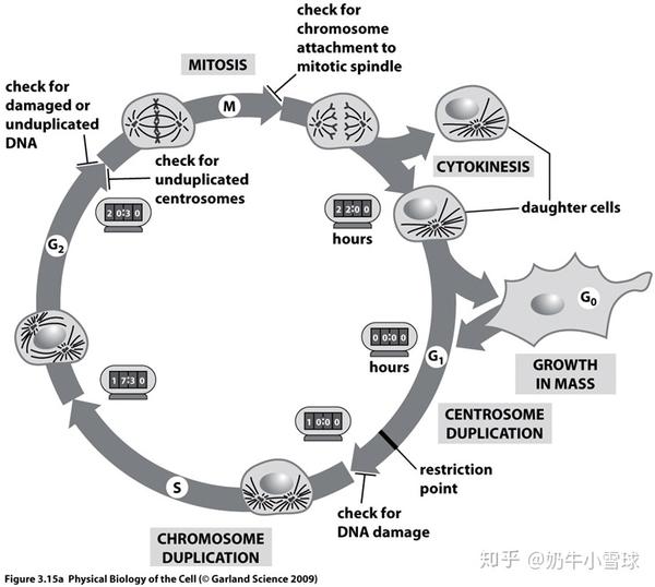 真核细胞周期