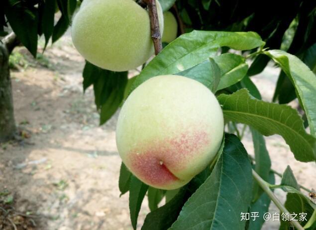 微笑seo问一下谁有五月仙桃 zhuanlan.zhihu.com