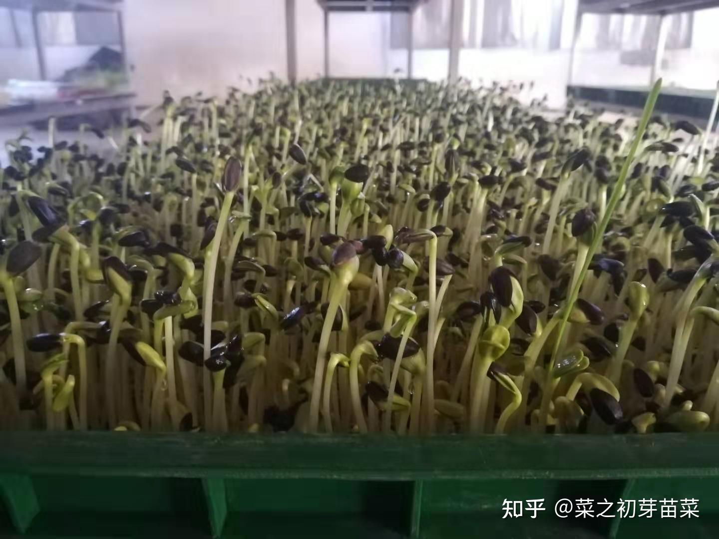 油葵苗的种植培育管理