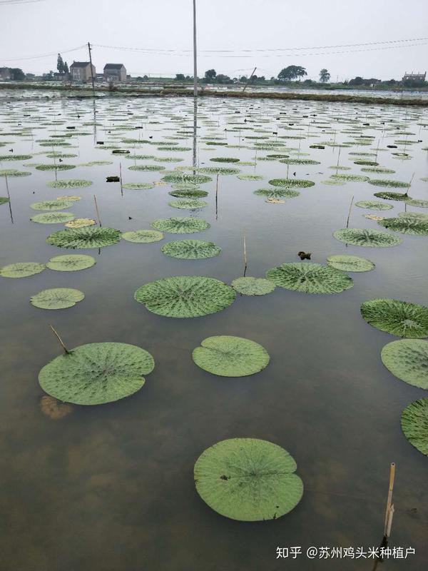 2018年苏州鸡头米农家种植基地参观!鸡头米生长环境