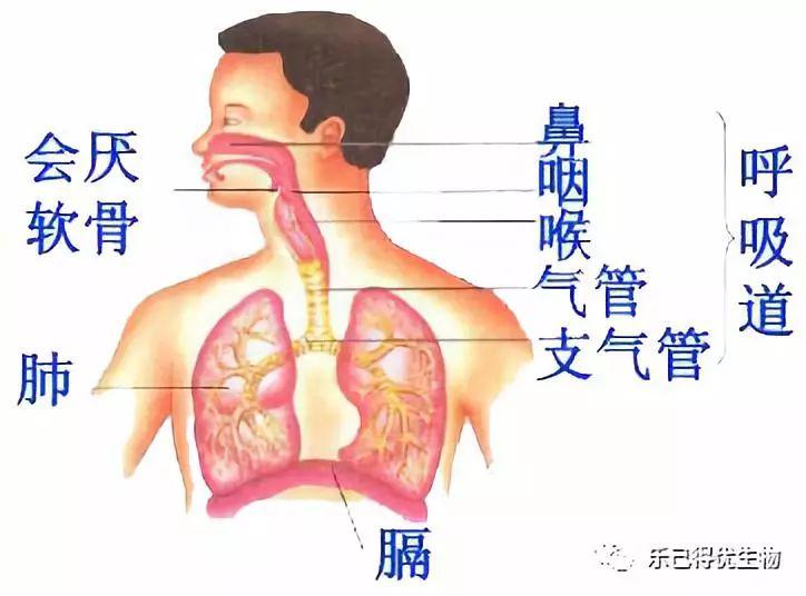 呼吸系统由呼吸道和肺组成的.