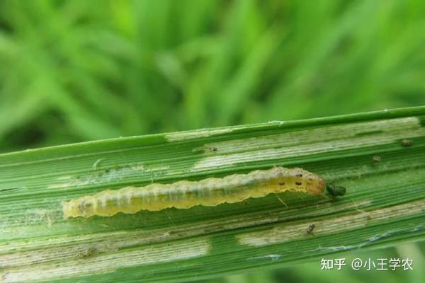 二三化螟(钻心虫)症状:以幼虫蛀茎为害,分蘖期形成枯心,孕穗至抽穗期