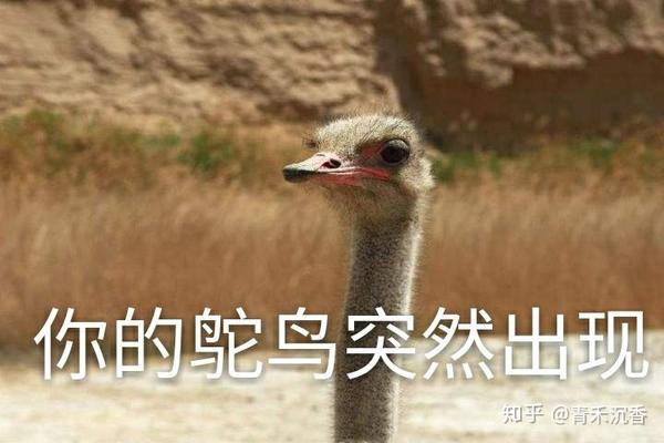 你的鸵鸟突然出现
