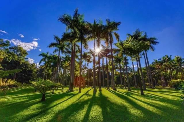 云南十大必去的旅游景点西双版纳热带植物园低音号旅游