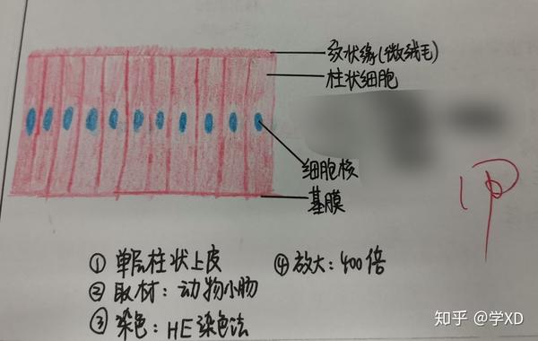 组胚实验红蓝铅笔绘图