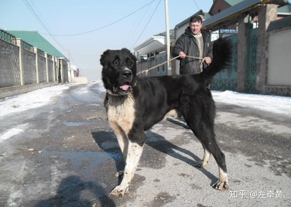 第十六种:蒙古獒犬(mongolian nastiff)  (2008版)