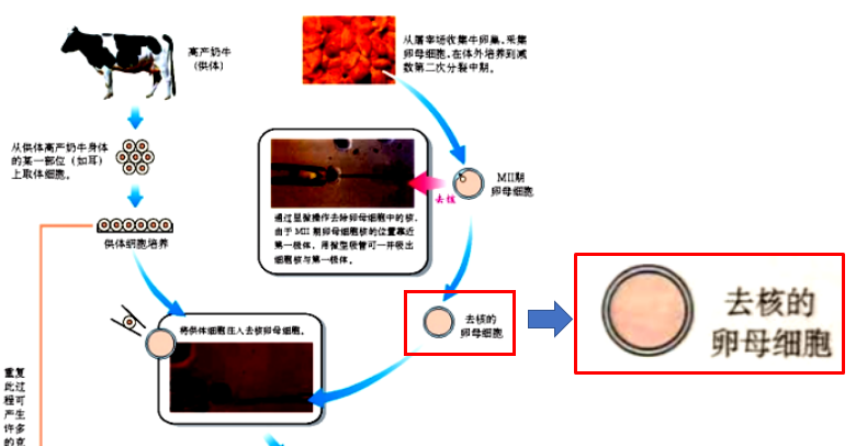 图5:使用去核卵母细胞作为动物体细胞核移植的受体细胞,图片来源:人教