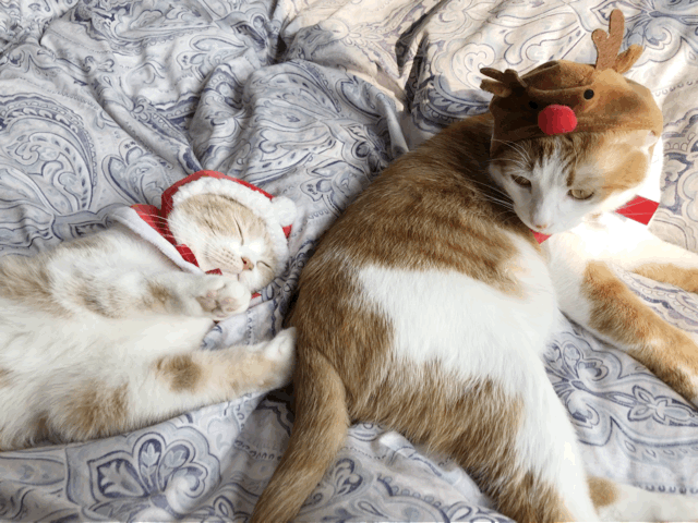 有哪些好看的[猫咪动图]表情包?