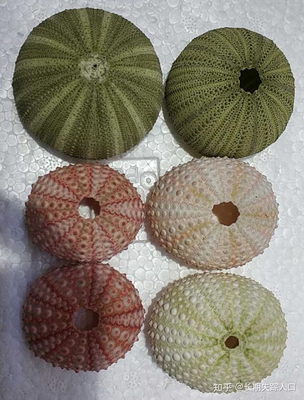 摩洛哥人就是利用去掉刺剩下的海胆壳制作的这种假化石,市面上还是挺