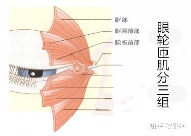 双眼皮手术如果肌肉切除过多会导致哪些问题呢