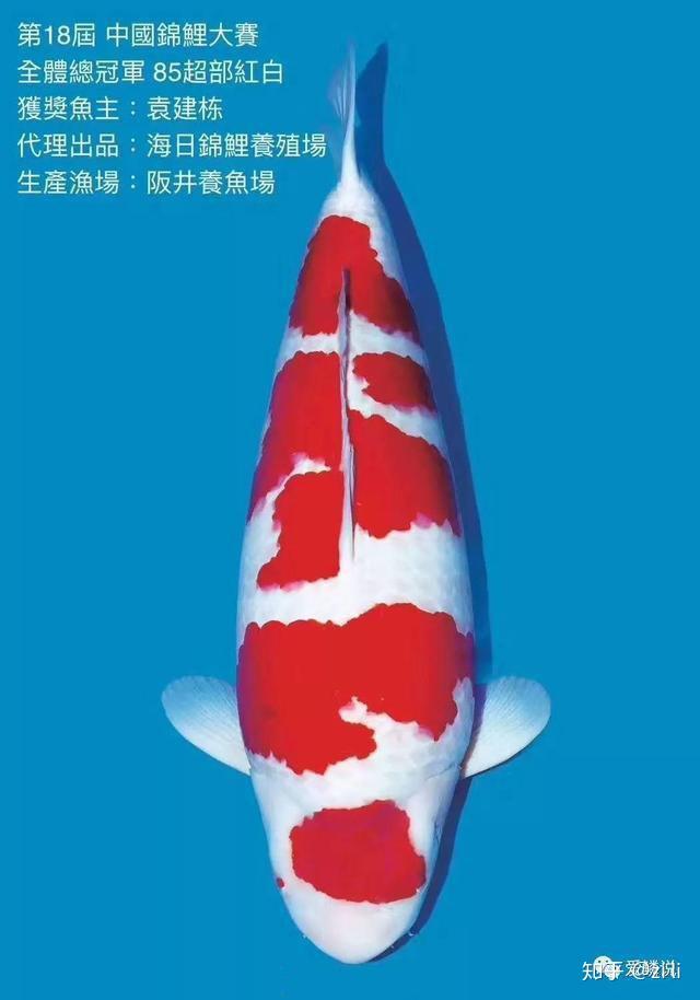 锦鲤才是团宠马云张国立都爱博瑞医药董事长为它花3000多万