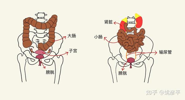认识女性下腹部主要器官 1)大小肠,人体重要的消化器官,其中大肠也